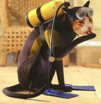 catdiver.jpg